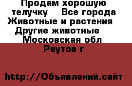 Продам хорошую телучку. - Все города Животные и растения » Другие животные   . Московская обл.,Реутов г.